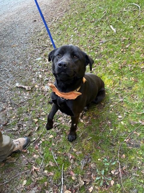 Enlarge Dory, a ADOPTABLE Labrador Retriever in Phoenix, OR image 1/5