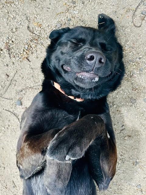 Enlarge Dory, a ADOPTABLE Labrador Retriever in Phoenix, OR image 5/5