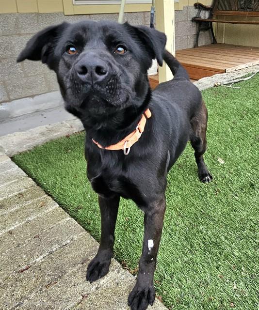 Enlarge Dory, a ADOPTABLE Labrador Retriever in Phoenix, OR image 3/5