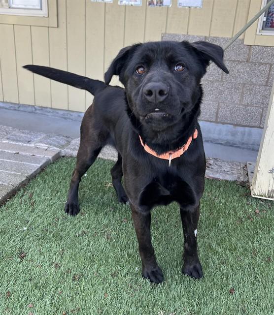 Enlarge Dory, a ADOPTABLE Labrador Retriever in Phoenix, OR image 2/5