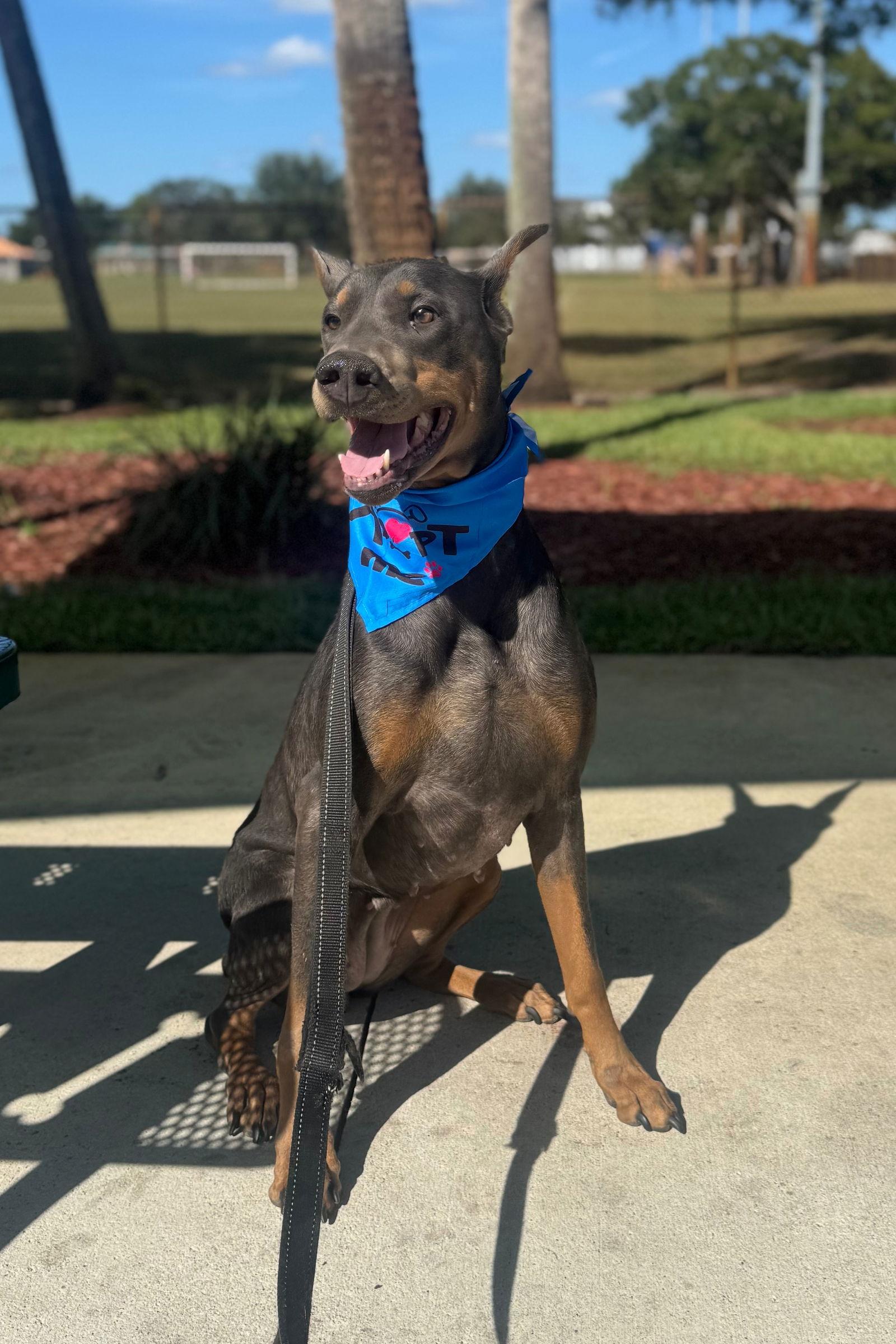 Enlarge Nellie 3422, a Adopted Doberman Pinscher in Oakland Park, FL image 2/3
