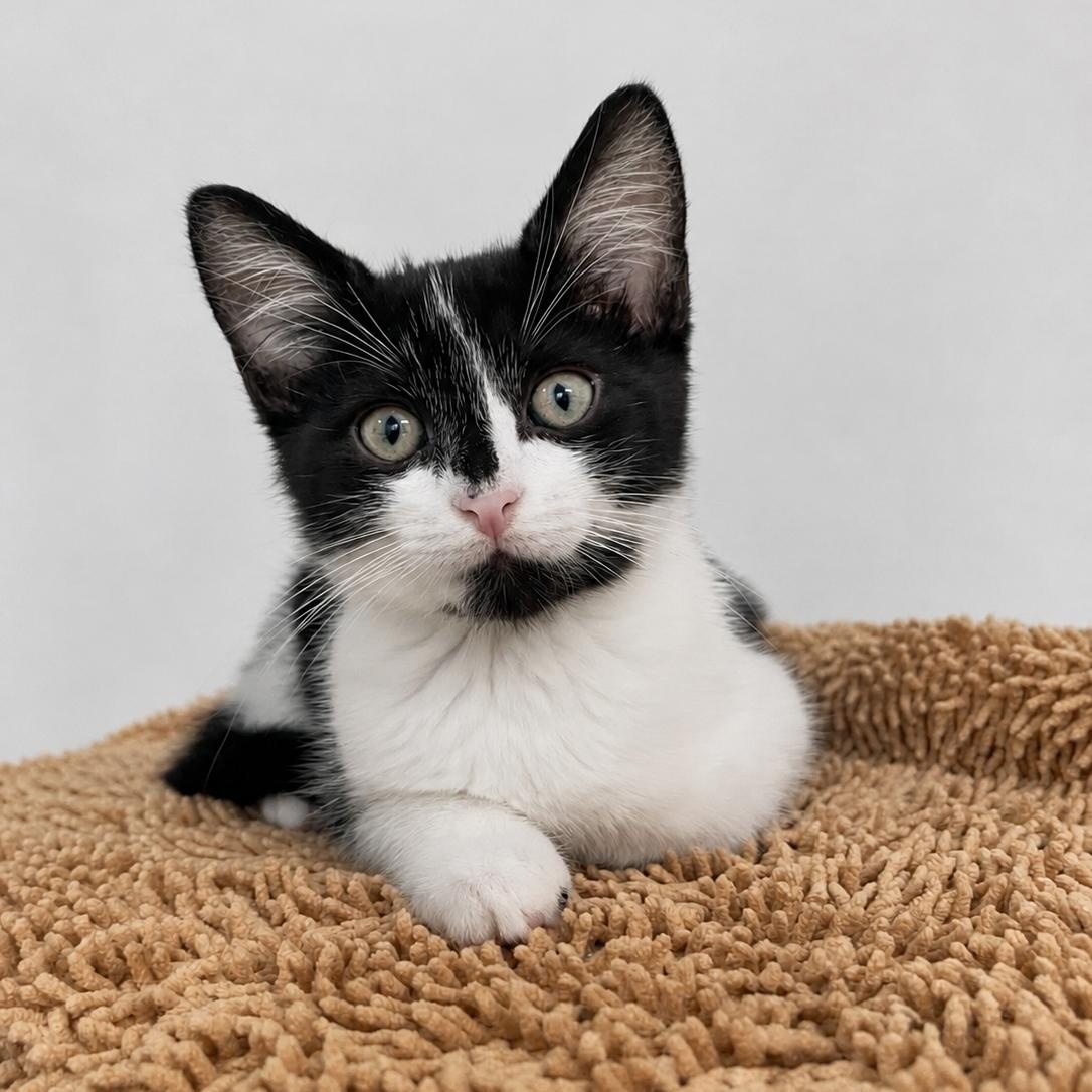 Enlarge Stella, a ADOPTABLE Domestic Short Hair in Boston, MA image 2/3