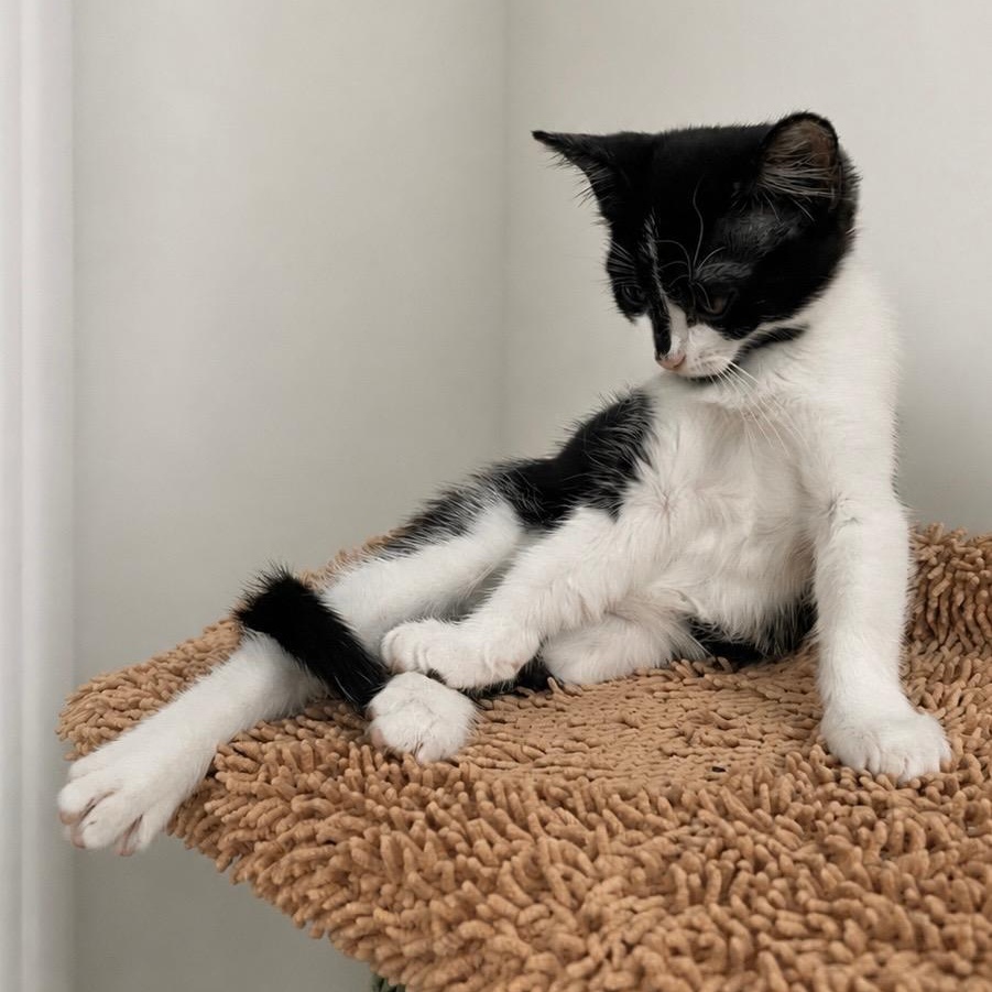 Enlarge Stella, a ADOPTABLE Domestic Short Hair in Boston, MA image 3/3