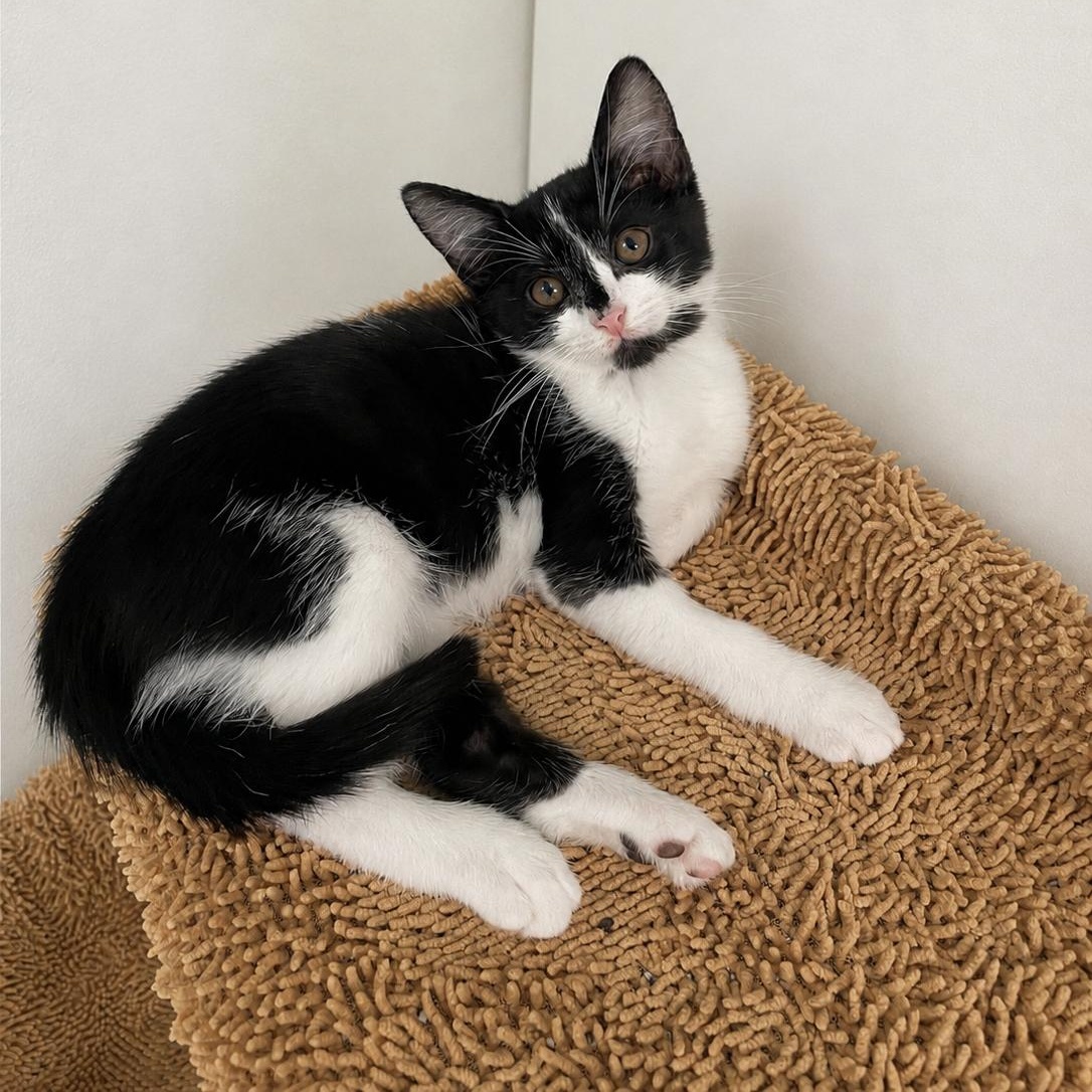 Enlarge Stella, a ADOPTABLE Domestic Short Hair in Boston, MA image 1/3