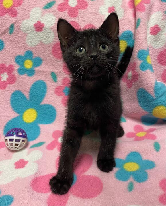 Ozzie, adopted, Young Male American Shorthair.