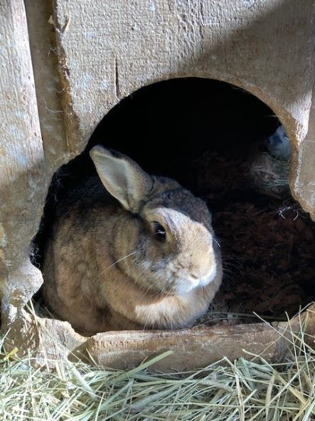 Toffee, Senior Female unknown