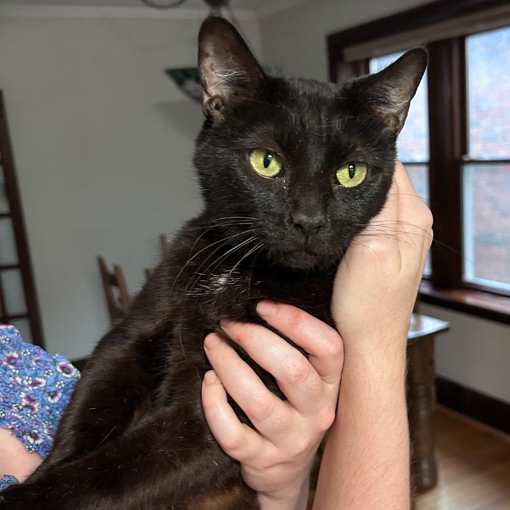 Rosie C., Adoptable, Adult Female Domestic Short Hair.