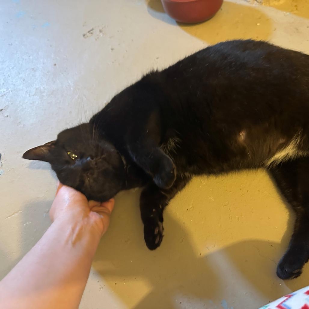 Rosie C., a Adoptable Domestic Short Hair in St. Louis, MO image 1/5