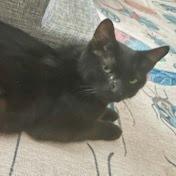 Rosie C., a Adoptable Domestic Short Hair in St. Louis, MO image 2/5