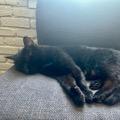 Rosie C., a Adoptable Domestic Short Hair in St. Louis, MO image 3/5