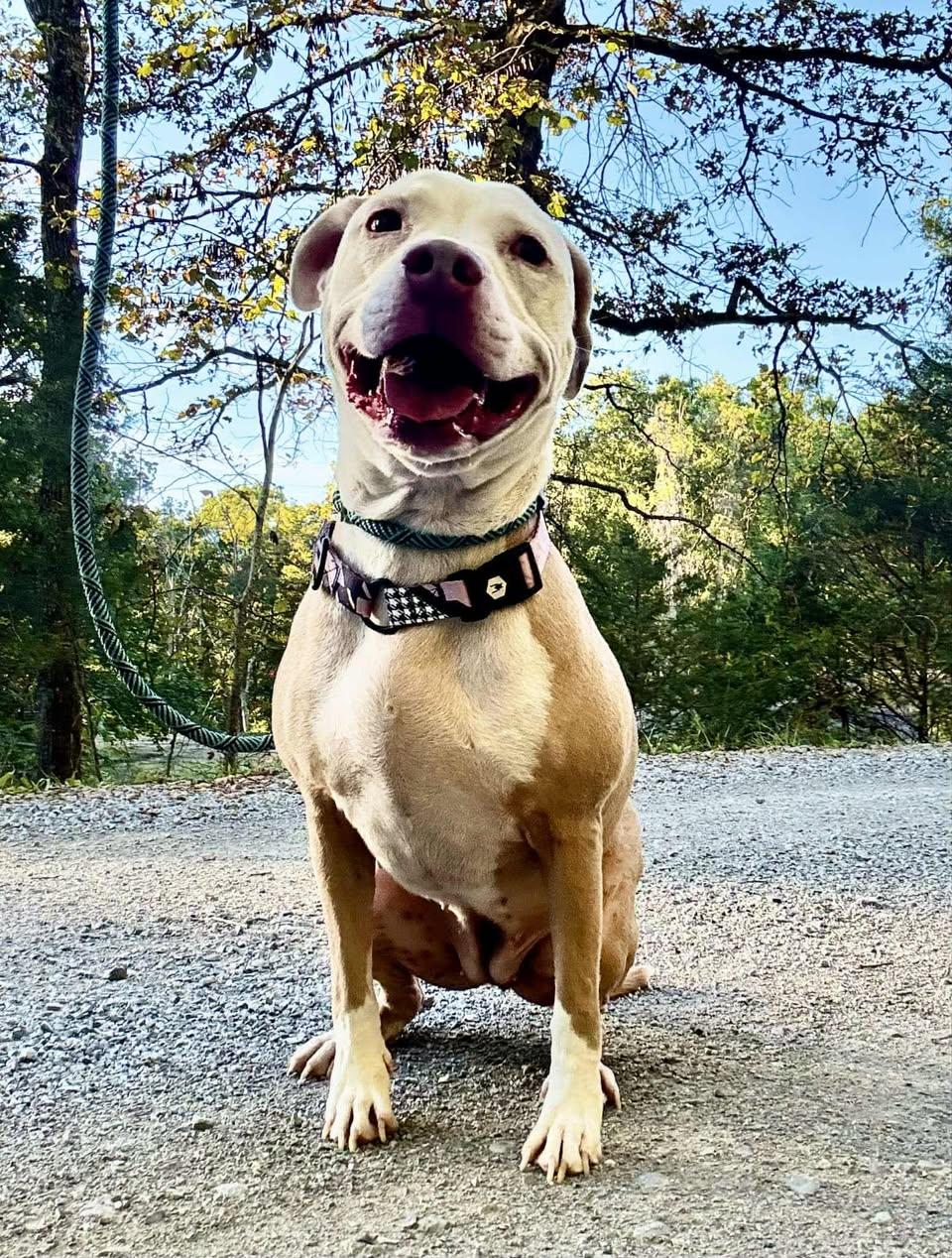 ASHES, ADOPTABLE, Adult Female Terrier.