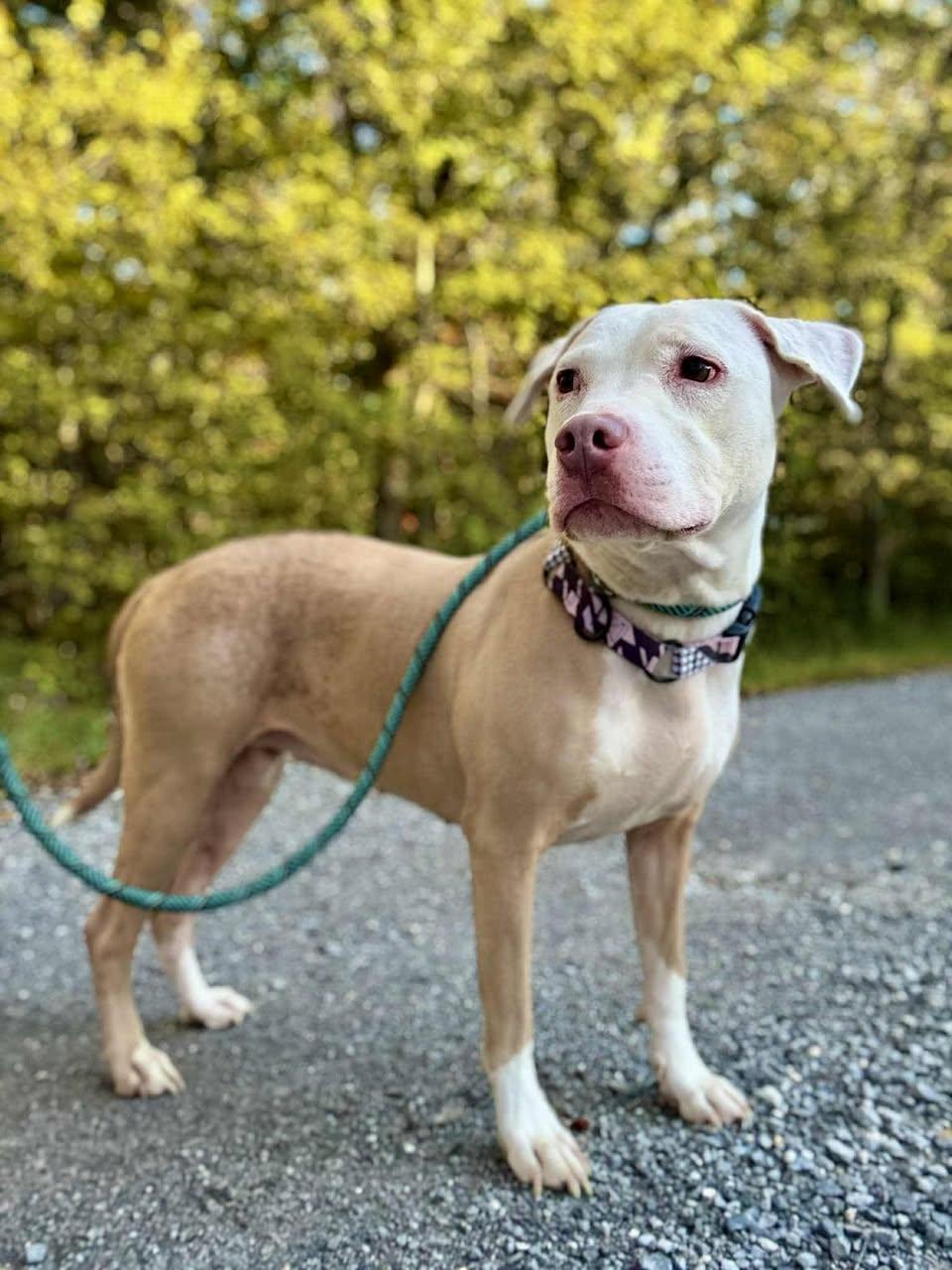 Enlarge ASHES, a ADOPTABLE Terrier in Waverly, TN image 1/3