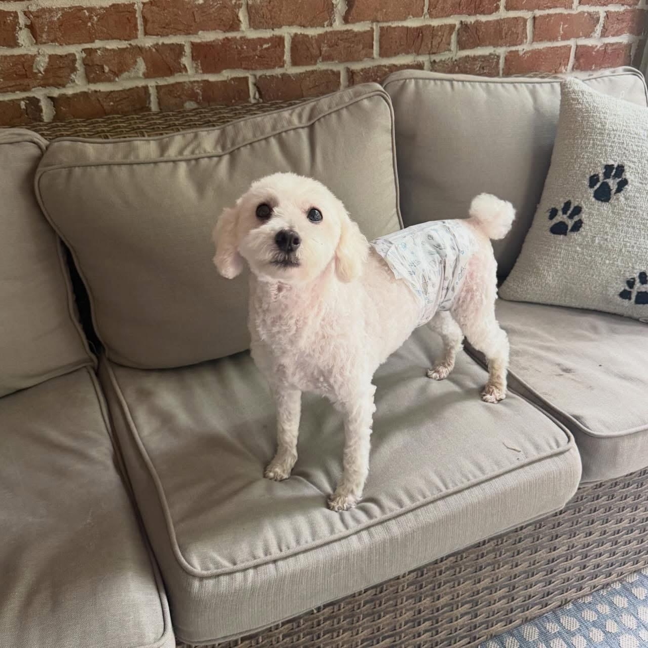 Andre, an adopted Miniature Poodle in Birmingham, AL image 4/6