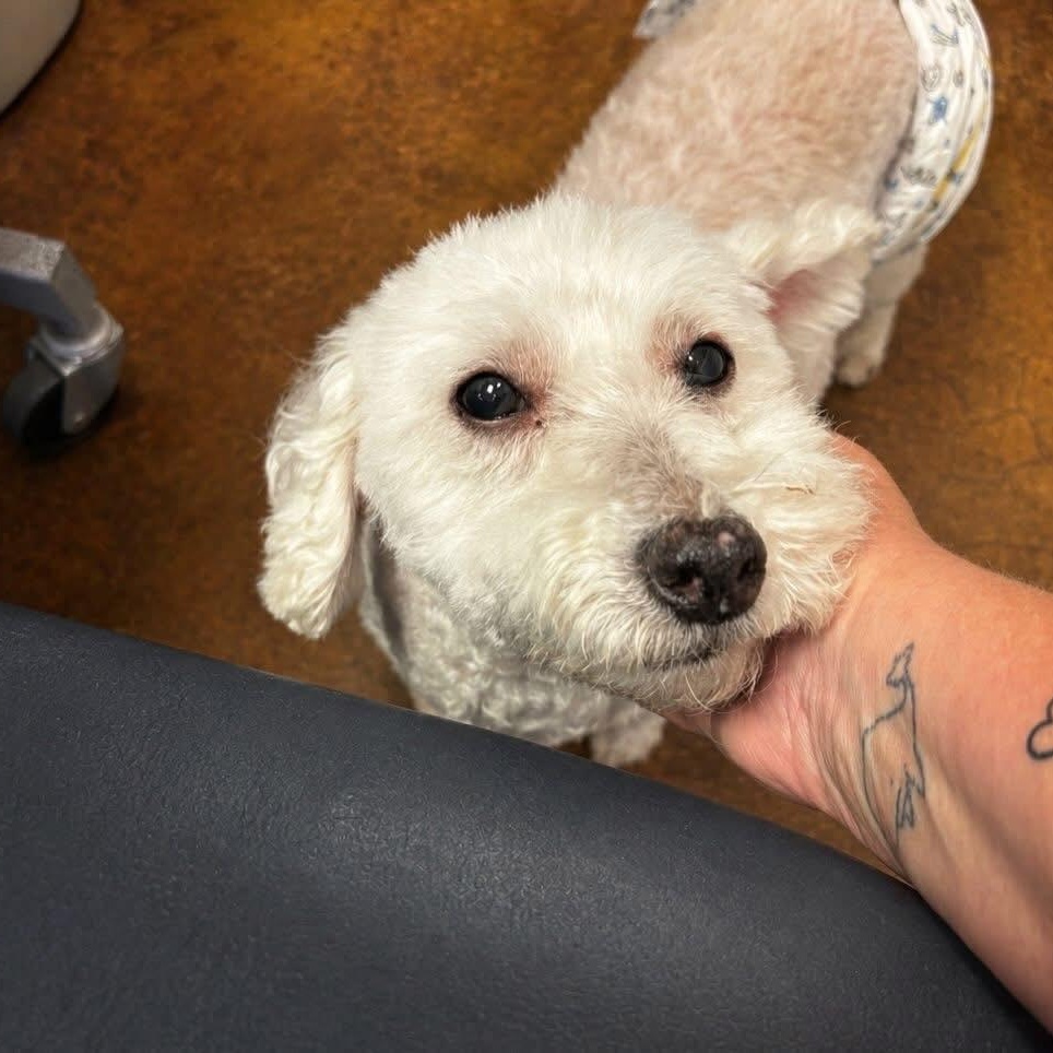 Andre, an adopted Miniature Poodle in Birmingham, AL image 6/6