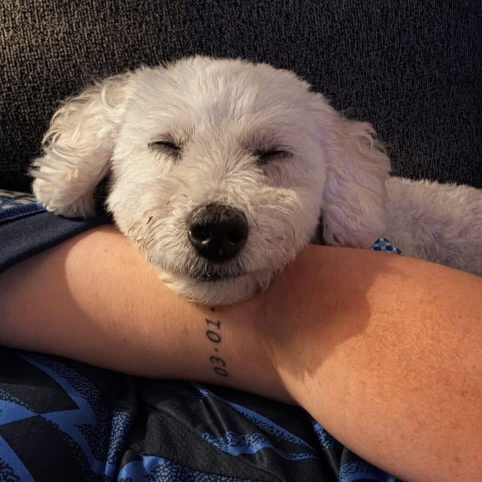 Andre, an adopted Miniature Poodle in Birmingham, AL image 5/6