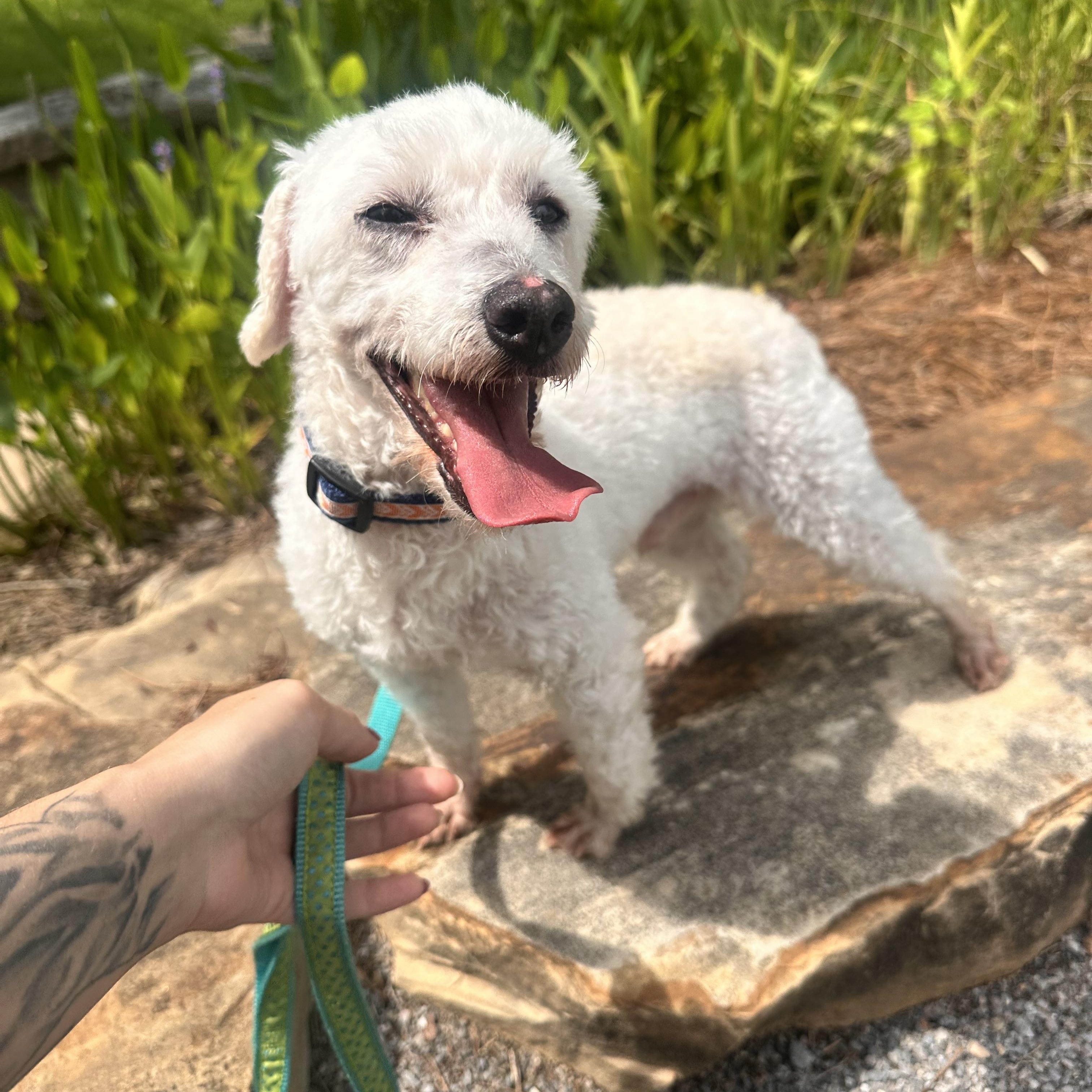 Andre, an adopted Miniature Poodle in Birmingham, AL image 2/6