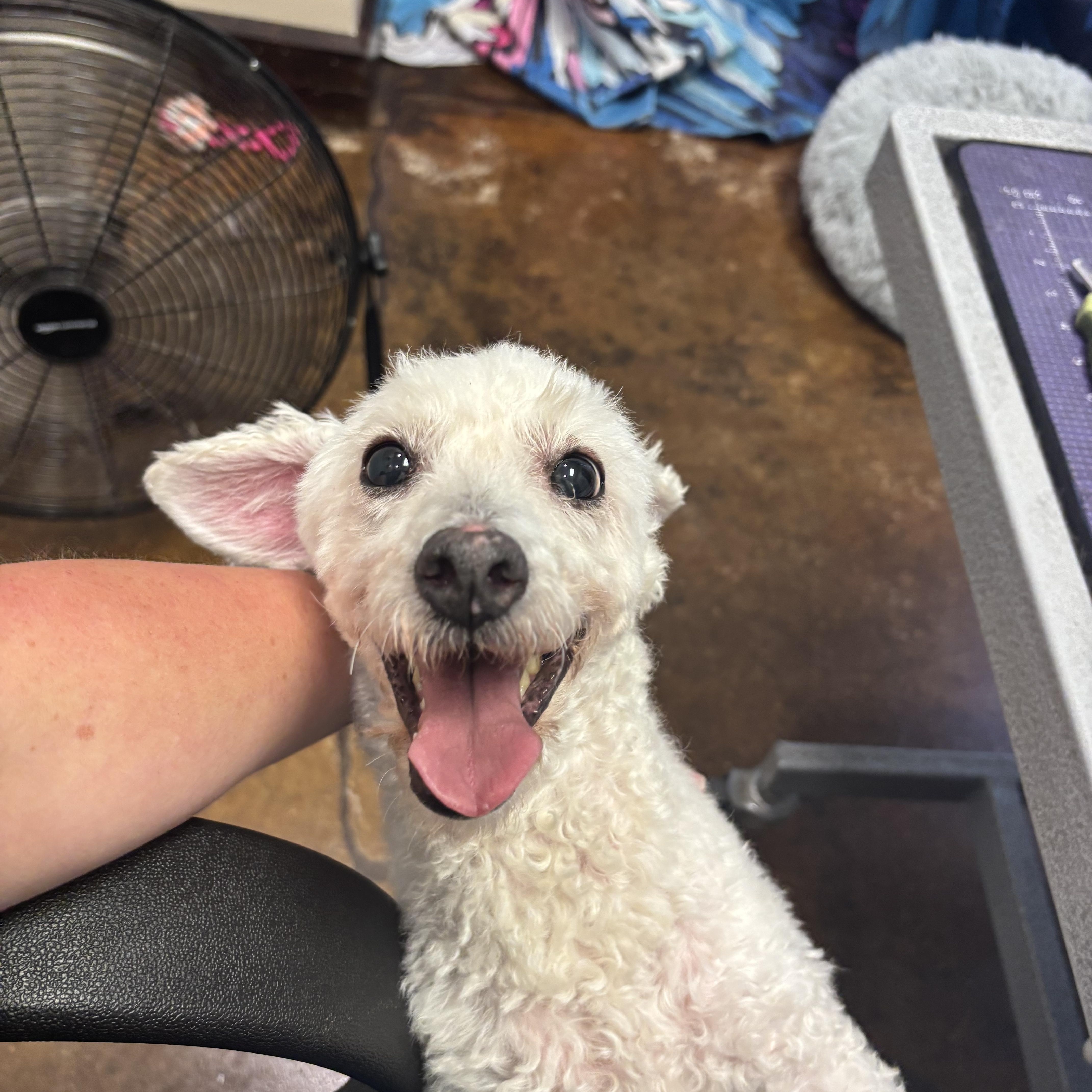Andre, adopted, Senior Male Miniature Poodle.