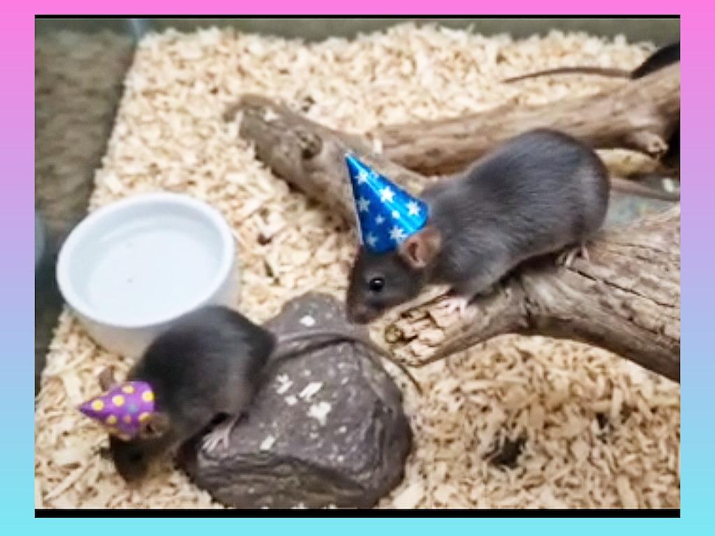 Enlarge Mices, a Adoptable Mouse in Idaho Falls, ID image 1/1