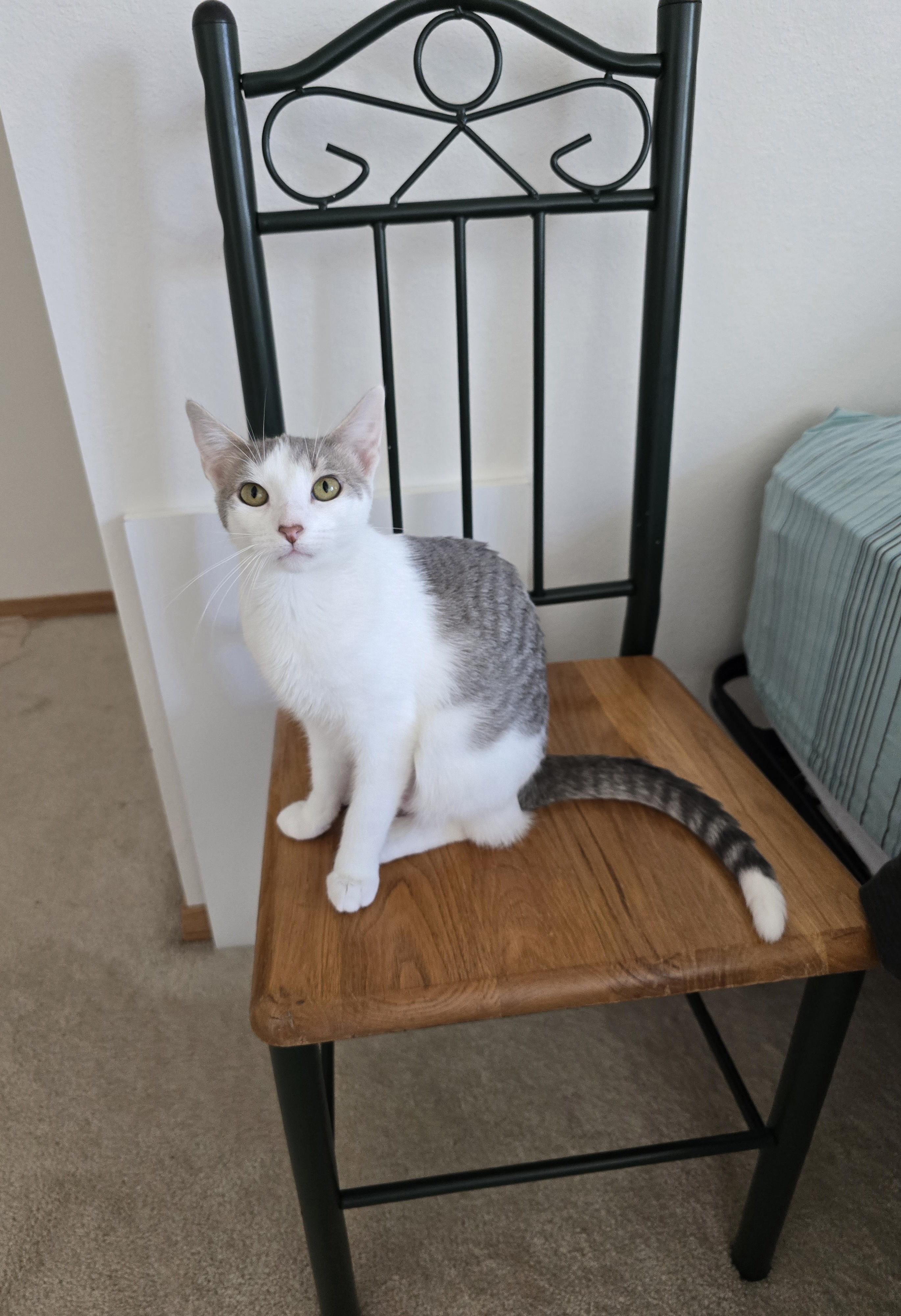Enlarge Heidi, a Adoptable Domestic Short Hair in Fargo, ND image 2/4