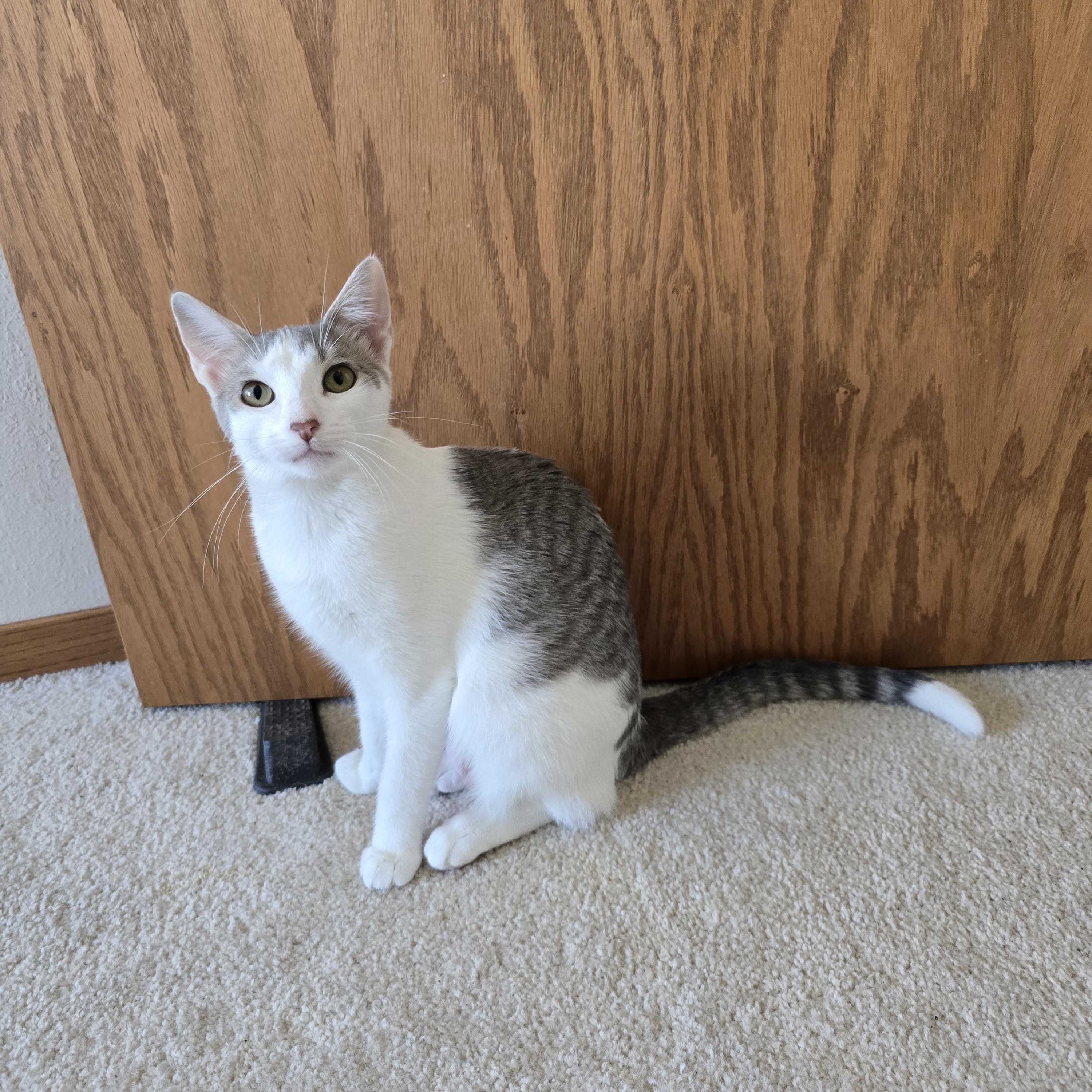 Enlarge Heidi, a Adoptable Domestic Short Hair in Fargo, ND image 1/4