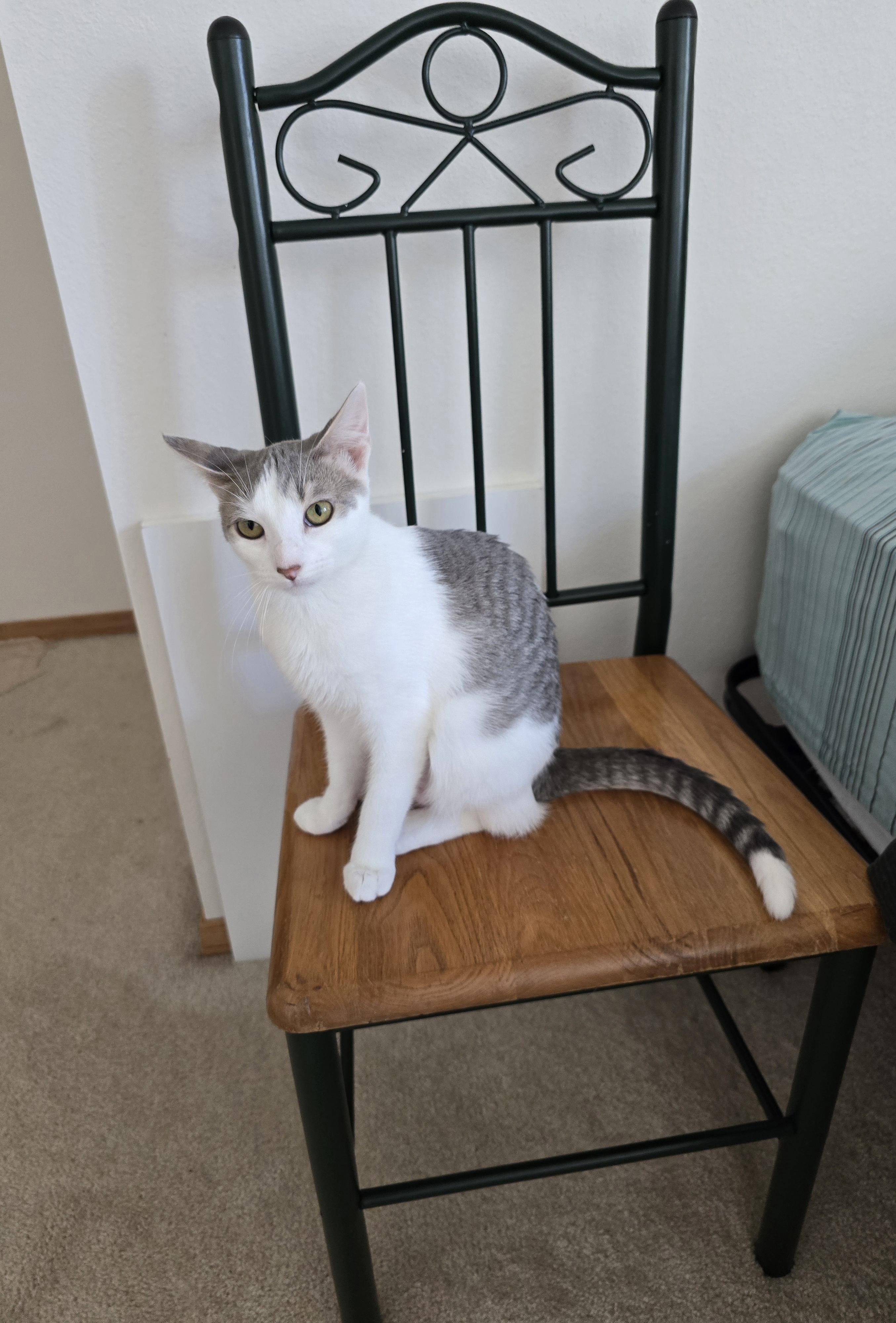 Enlarge Heidi, a Adoptable Domestic Short Hair in Fargo, ND image 3/4