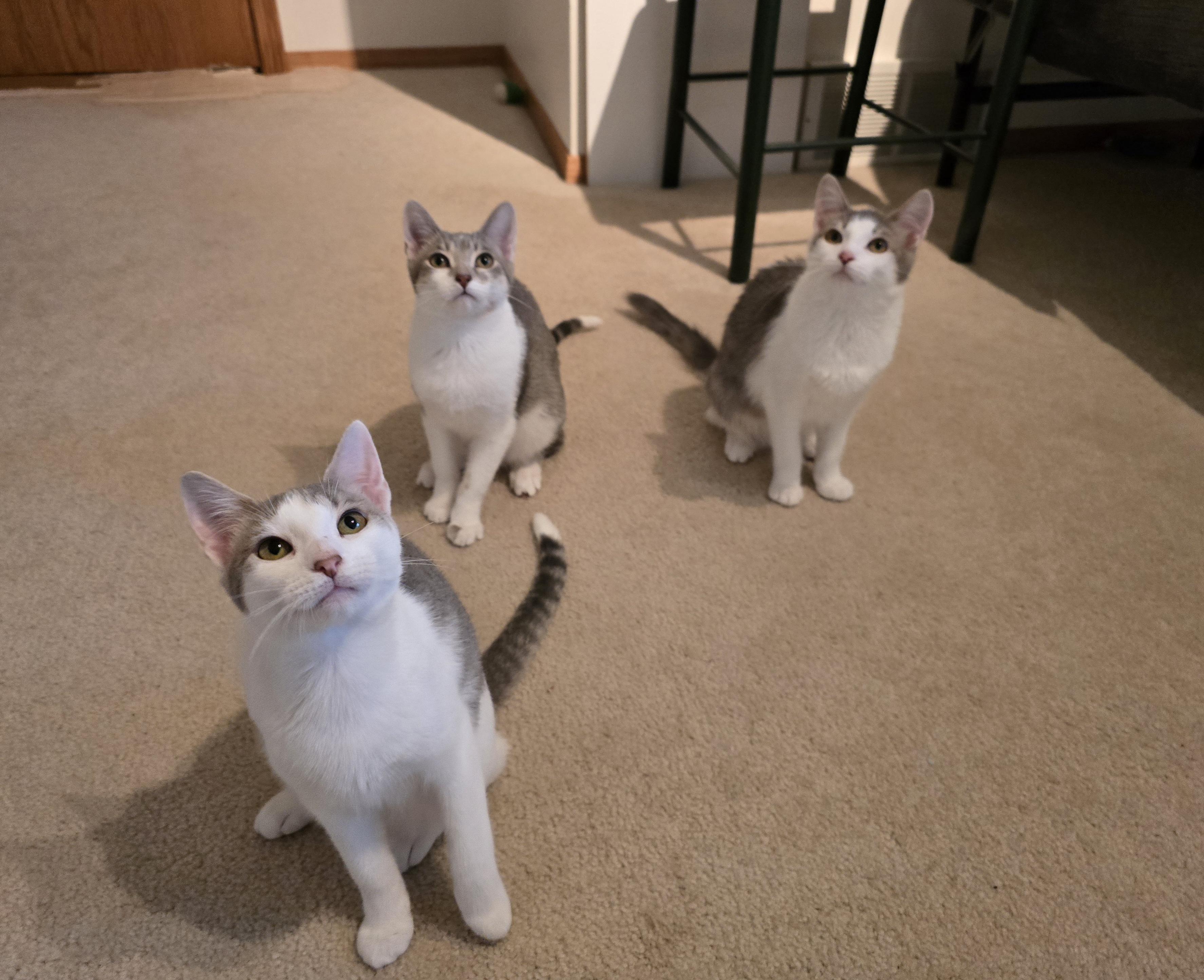 Enlarge Heidi, a Adoptable Domestic Short Hair in Fargo, ND image 4/4