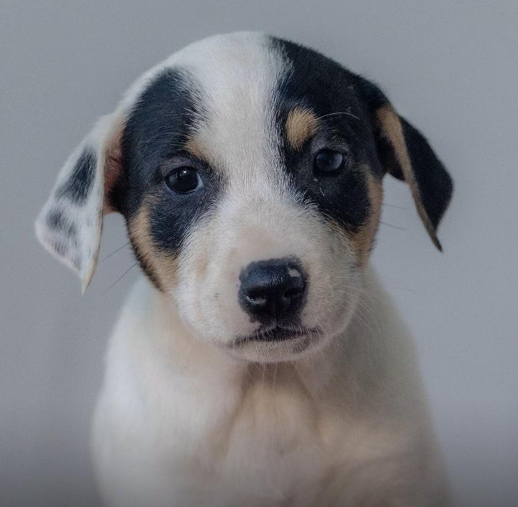 Enlarge Zoey, an adopted mixed breed in Orlando, FL image 4/4