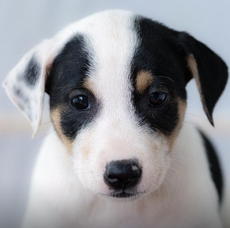 Enlarge Zoey, an adopted mixed breed in Orlando, FL image 1/4