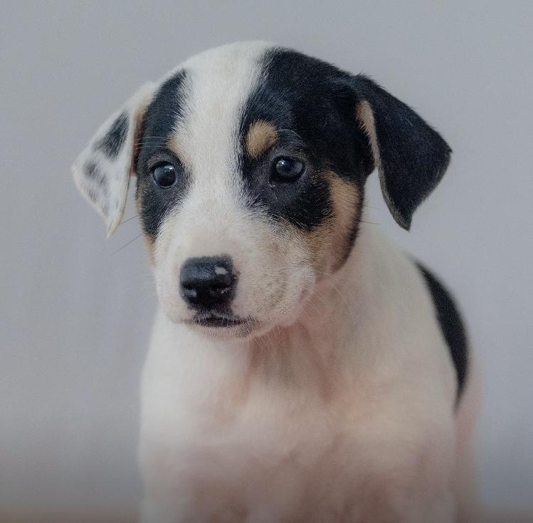 Enlarge Zoey, an adopted mixed breed in Orlando, FL image 3/4