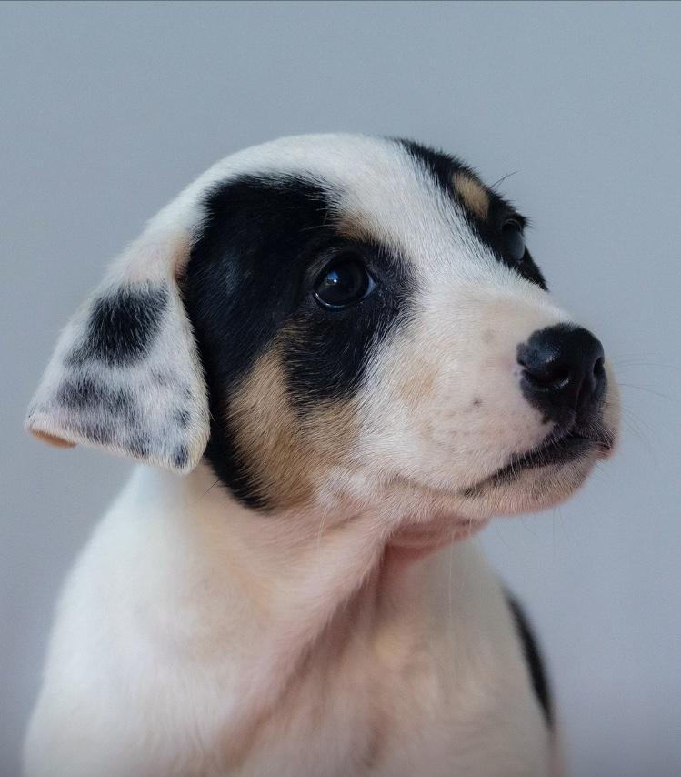 Enlarge Zoey, an adopted mixed breed in Orlando, FL image 2/4