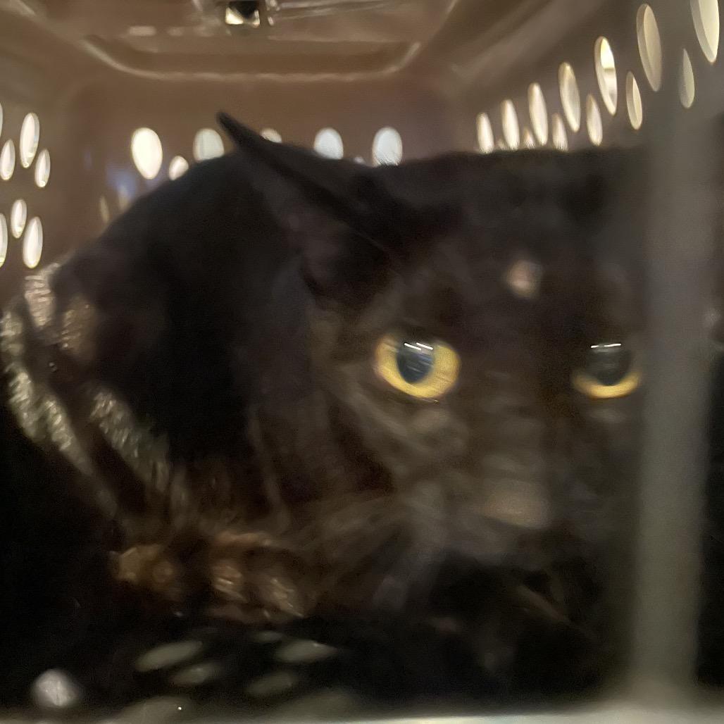 Morticia, Adoptable, Adult Female Domestic Short Hair.