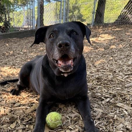 Bella, a Adoptable mixed breed in Tacoma, WA image 1/2