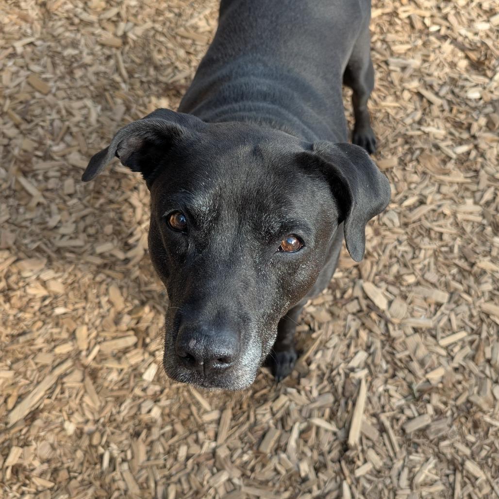 BELLA, Adoptable, Senior Female Labrador Retriever & Mixed Breed.