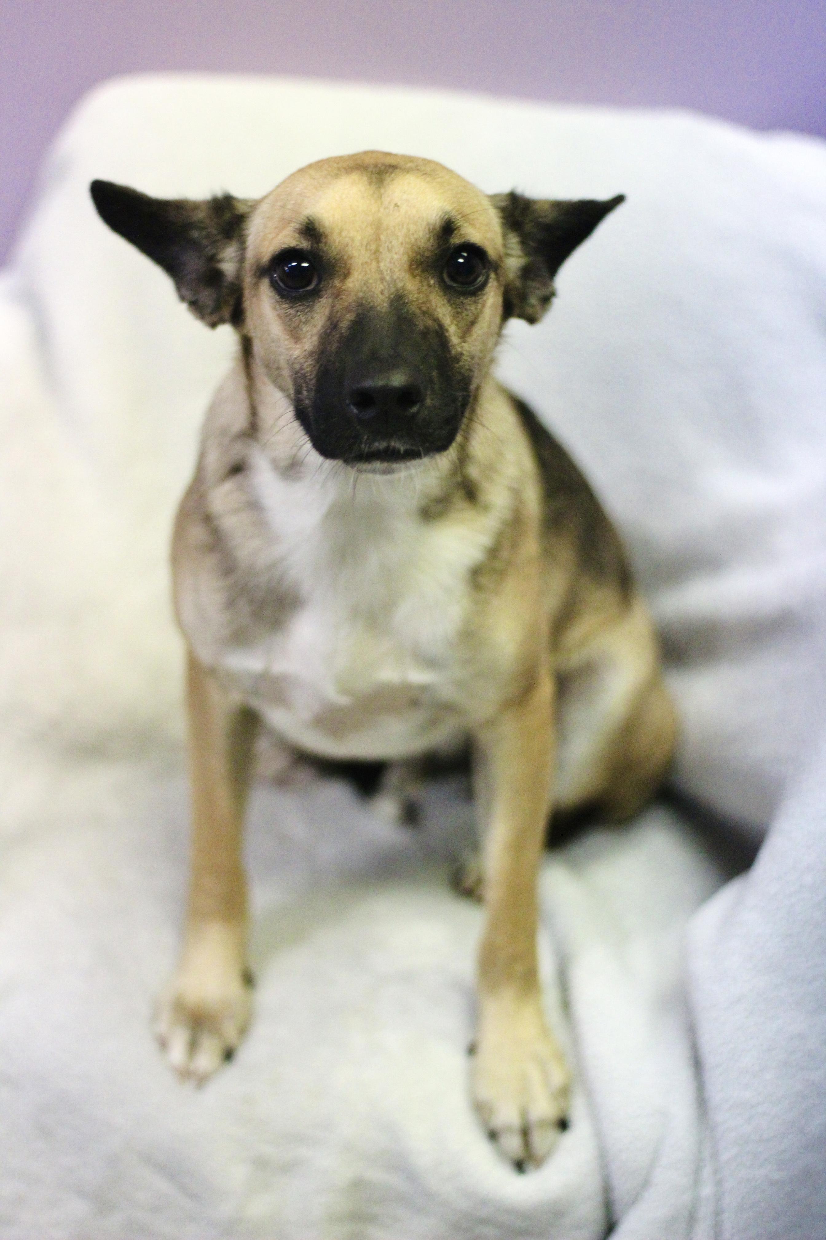 Copperline in NH. Come Meet our Adoptable Dogs Wednesday-Saturday. More info in Bio, Adoptable, Puppy Male Feist.