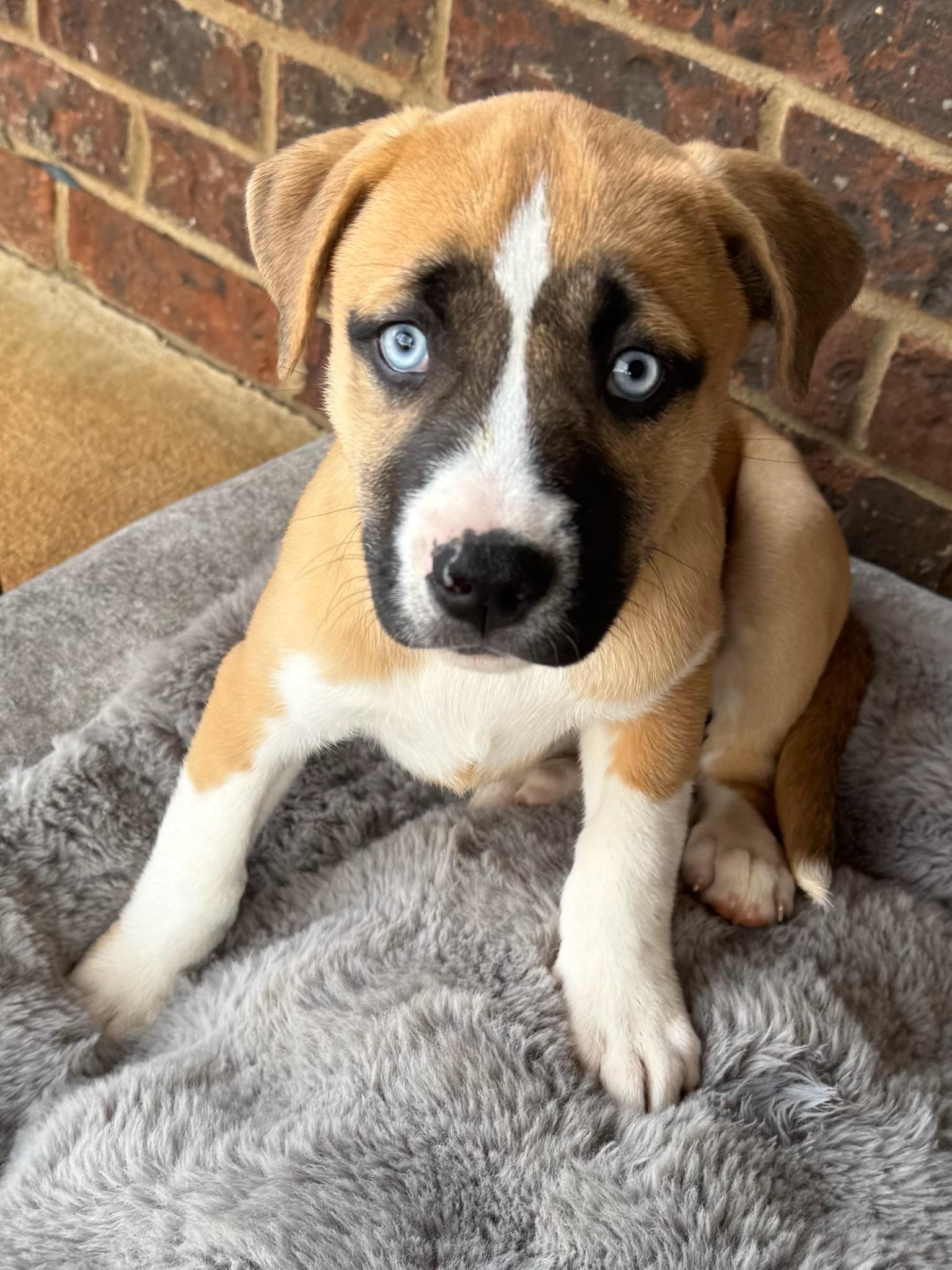 Enlarge Ember , a Adoptable mixed breed in Monroeville , PA image 3/6