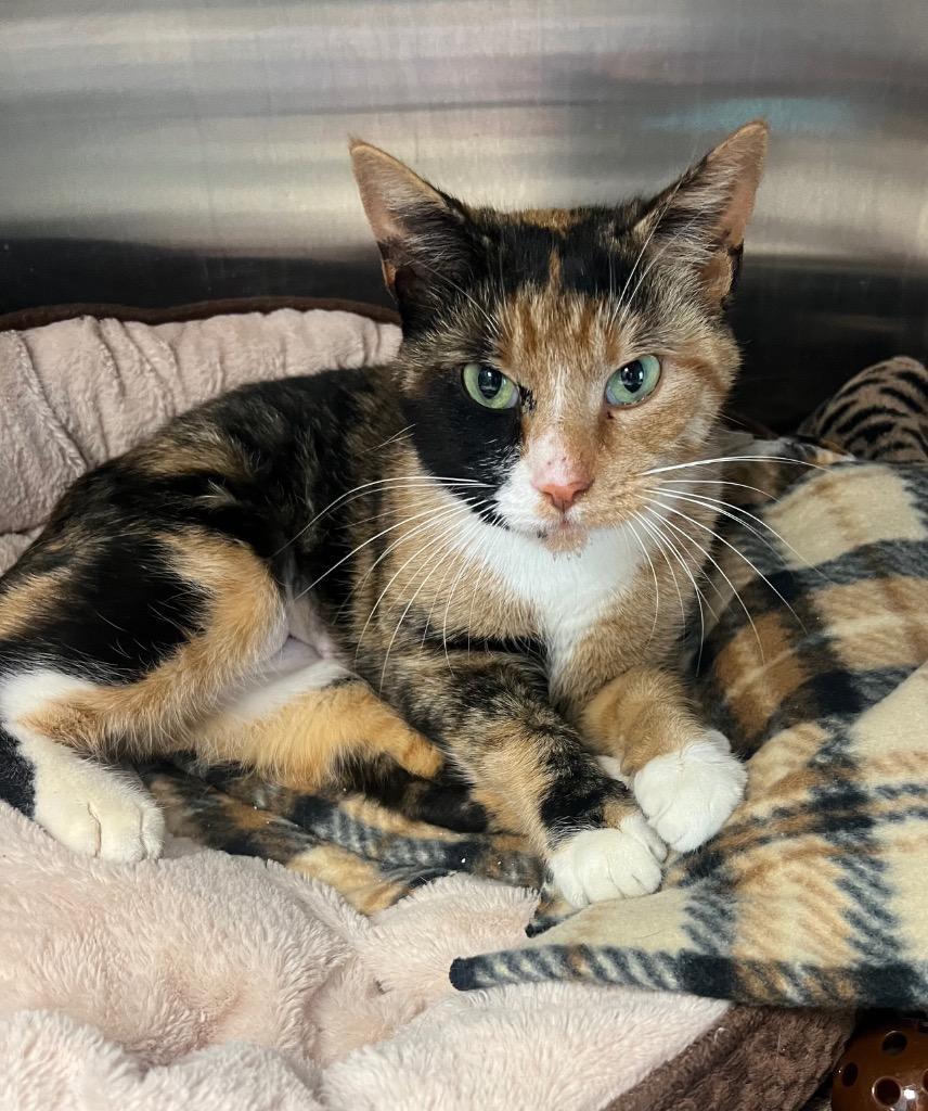 Miso / AC 27645, Adoptable, Young Female Domestic Short Hair.