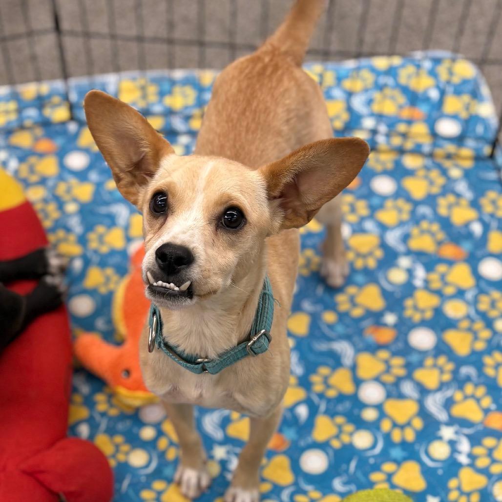 Rocket, Adoptable, Young Male Mixed Breed.