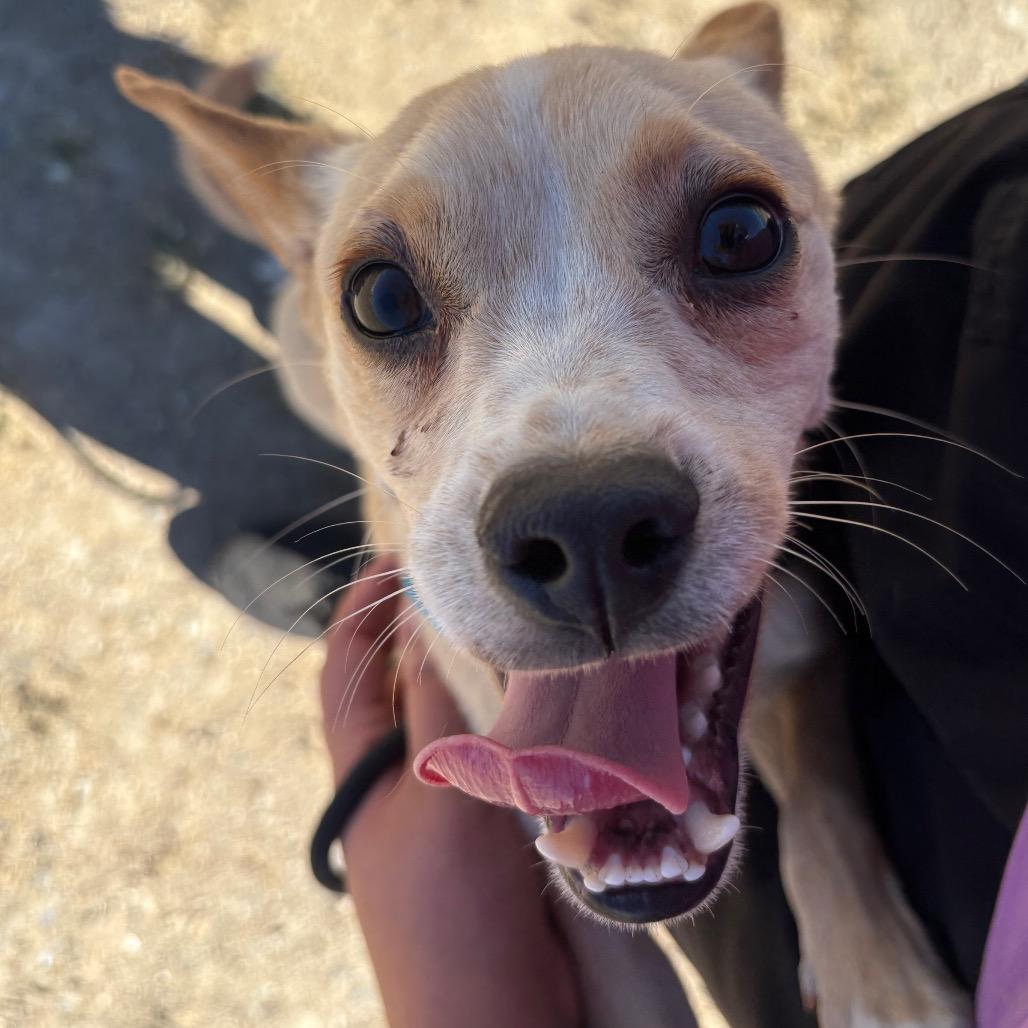 Rocket, a Adoptable Mixed Breed in Ione, CA image 1/4