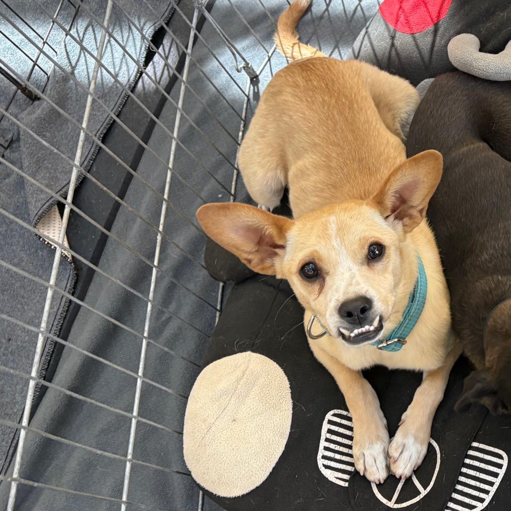 Rocket, a Adoptable Mixed Breed in Ione, CA image 3/6
