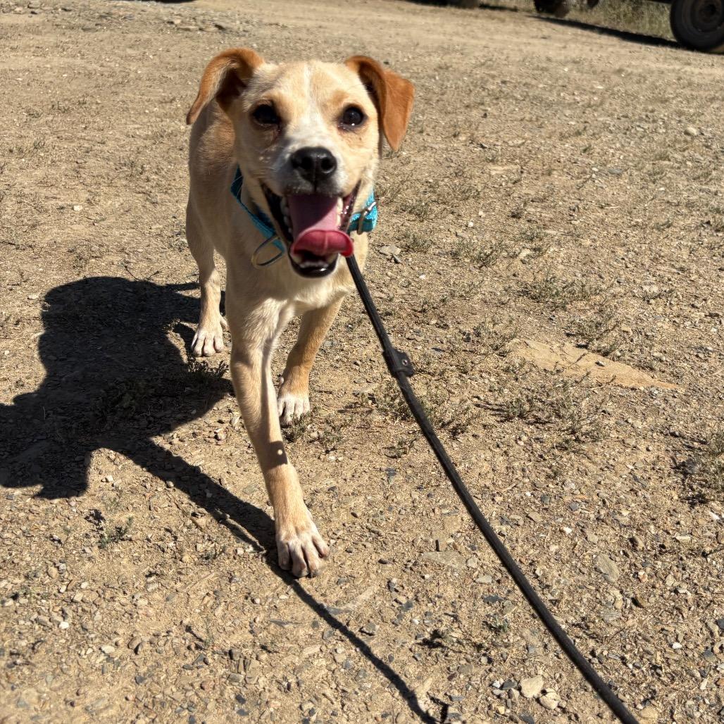 Rocket, a Adoptable Mixed Breed in Ione, CA image 2/4