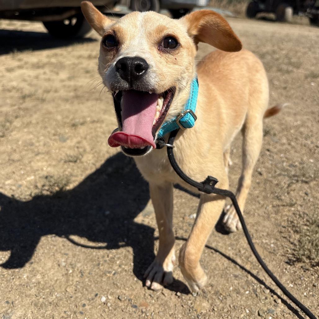 Rocket, a Adoptable Mixed Breed in Ione, CA image 3/4