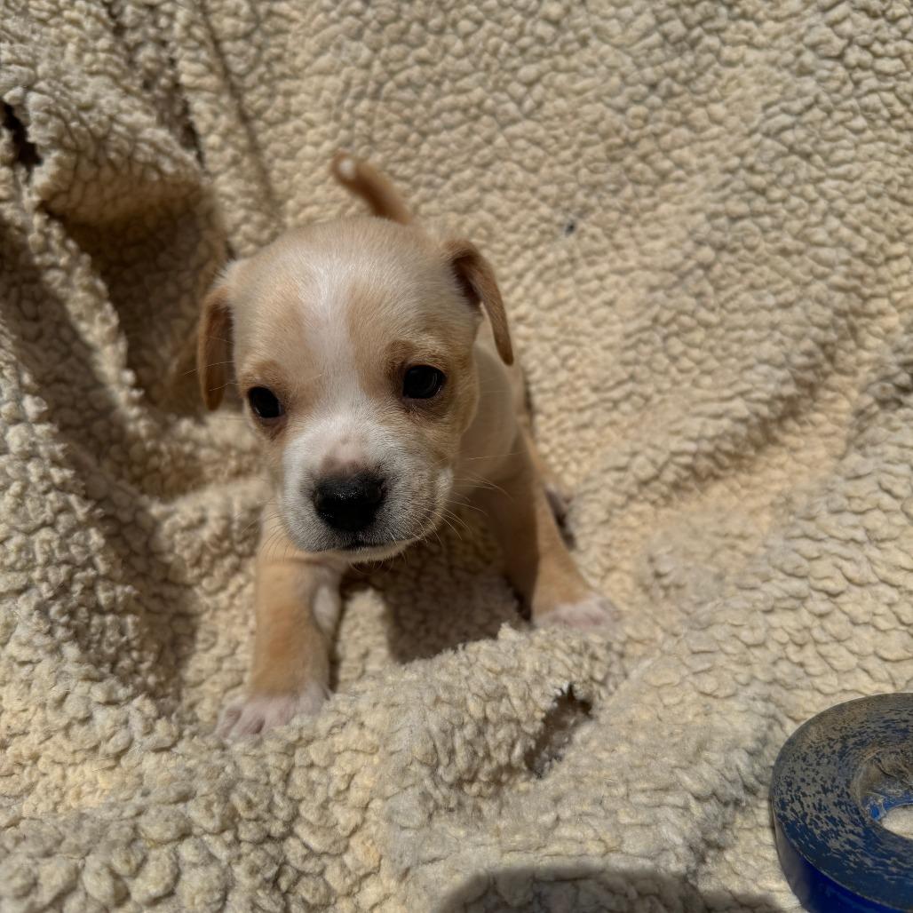 Rocket, a Adoptable Mixed Breed in Ione, CA image 4/4
