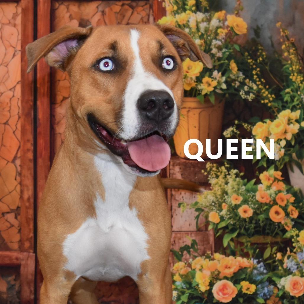 Queen photo