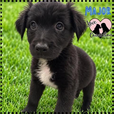 Major, Adopted, Puppy Male Border Collie.
