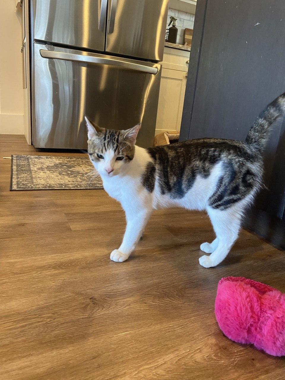 Enlarge Chuck, a ADOPTABLE Domestic Short Hair in Denver, CO image 1/1