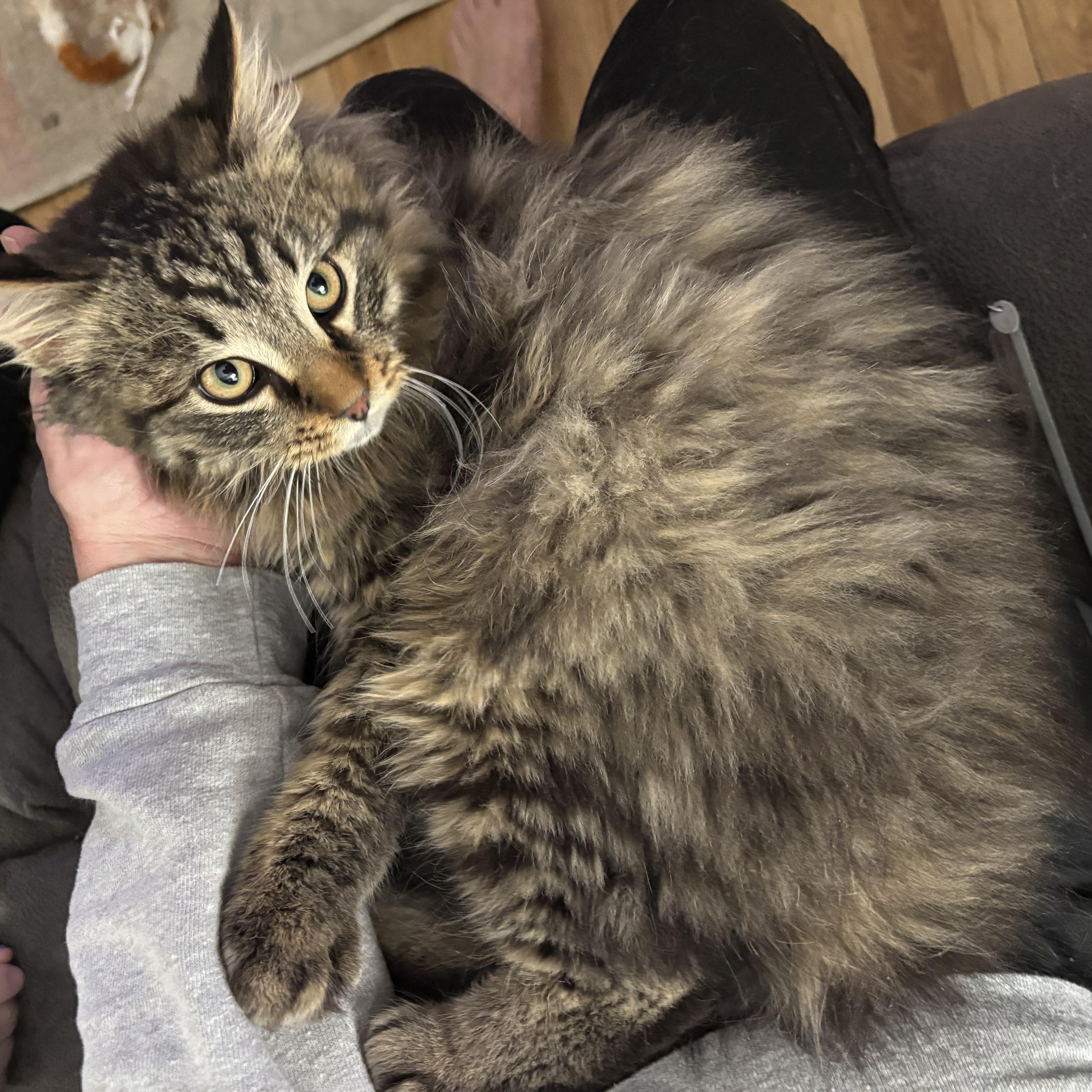 Chonkers, ADOPTABLE, Kitten Male Maine Coon.