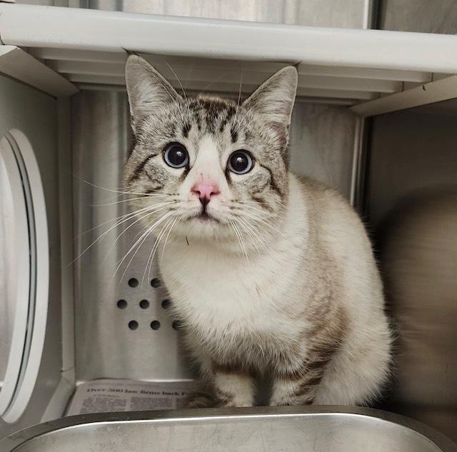 Enlarge Windy, a Adopted Siamese in Bowie, MD image 1/3