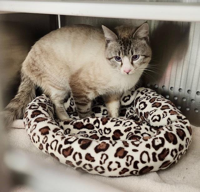 Enlarge Windy, a Adopted Siamese in Bowie, MD image 2/3