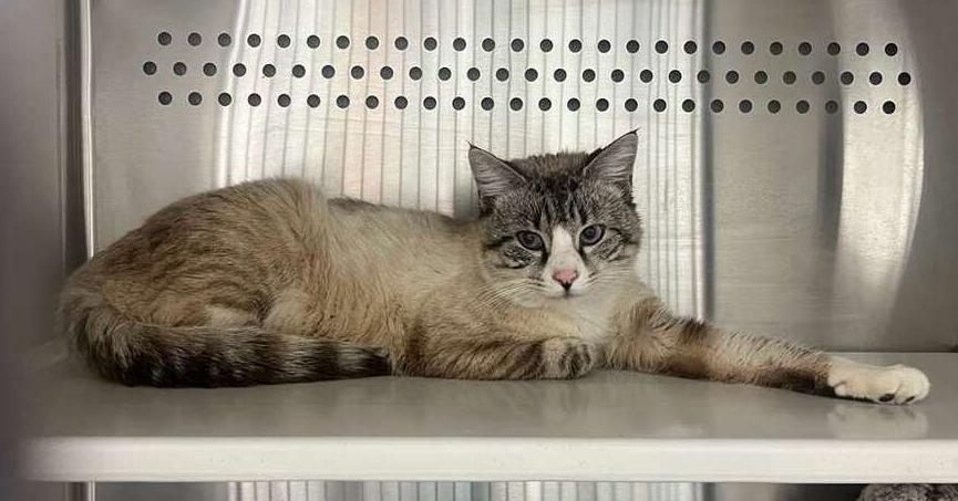 Enlarge Windy, a Adopted Siamese in Bowie, MD image 3/3