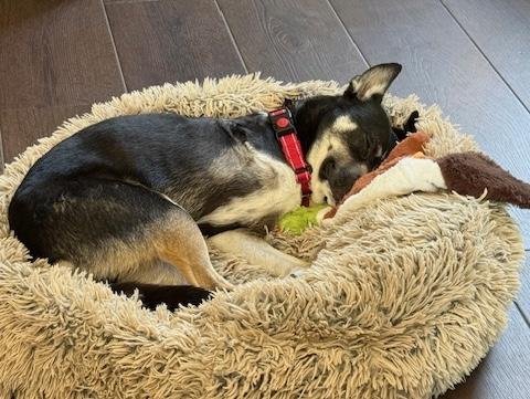 Enlarge Roo, a Adoptable mixed breed in Brooklyn, NY image 4/6